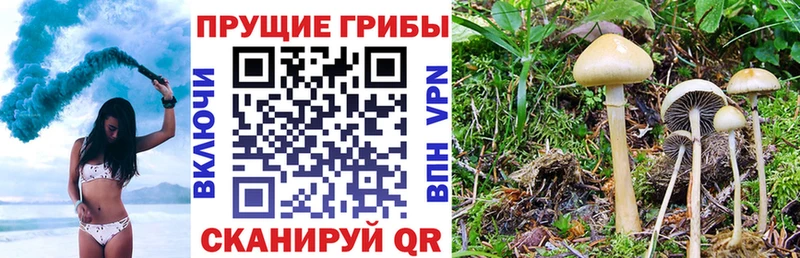 Псилоцибиновые грибы GOLDEN TEACHER  где найти   Лодейное Поле 